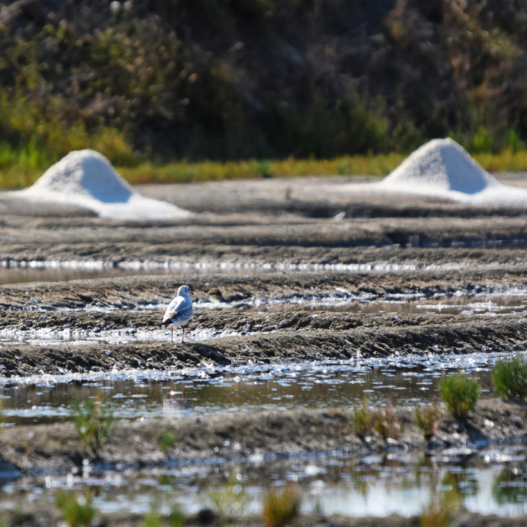 Marais-salants