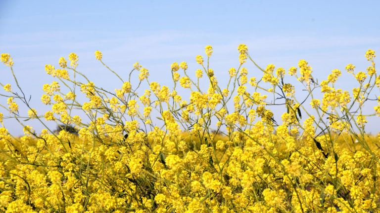 rivesaline home slide